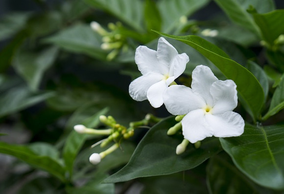 health benefits of drinking jasmine green tea