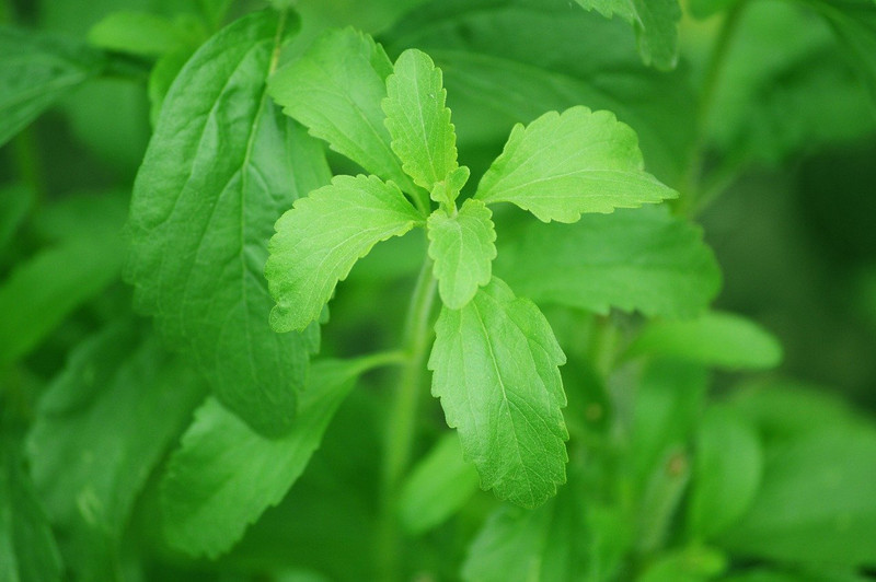 Does Stevia Cause Weight Gain?