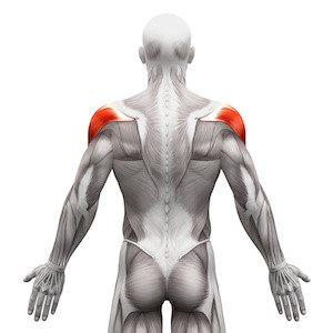 Where is the deltoid muscle: image