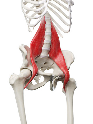 The psoas muscle: what it is and what its function is | 30 Day Fitness ...